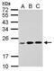 RPL17P7 antibody, NBP2-42919, Novus Biologicals, Western Blot image 