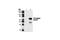 His tag antibody, 2366S, Cell Signaling Technology, Immunoprecipitation image 
