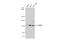 Cytoplasmic FMR1 Interacting Protein 2 antibody, GTX110897, GeneTex, Western Blot image 
