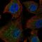 Ankyrin Repeat Domain 16 antibody, HPA037920, Atlas Antibodies, Immunofluorescence image 