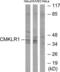 Chemerin Chemokine-Like Receptor 1 antibody, LS-C119452, Lifespan Biosciences, Western Blot image 