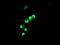 LIM/homeobox protein Lhx1 antibody, TA504587, Origene, Immunofluorescence image 