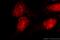 Mediator Of DNA Damage Checkpoint 1 antibody, 24721-1-AP, Proteintech Group, Immunofluorescence image 