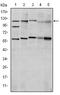 Hypoxia-inducible factor 1-alpha antibody, AM06608SU-N, Origene, Western Blot image 