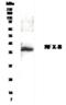 Regulatory Factor X Associated Ankyrin Containing Protein antibody, GTX30257, GeneTex, Western Blot image 