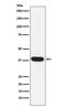 Myogenic factor 5 antibody, M04040-1, Boster Biological Technology, Western Blot image 