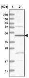 N-Acyl Phosphatidylethanolamine Phospholipase D antibody, NBP1-88248, Novus Biologicals, Western Blot image 