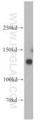 DNA Ligase 1 antibody, 18051-1-AP, Proteintech Group, Western Blot image 