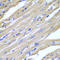 Heat shock protein beta-2 antibody, LS-C346058, Lifespan Biosciences, Immunohistochemistry frozen image 