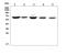 Angiopoietin 2 antibody, A00370-2, Boster Biological Technology, Western Blot image 