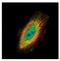 Tripartite Motif Containing 27 antibody, NBP2-20711, Novus Biologicals, Immunofluorescence image 
