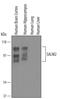 Leucine Rich Repeat And Fibronectin Type III Domain Containing 1 antibody, AF5669, R&D Systems, Western Blot image 