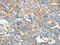 Gravin antibody, CSB-PA123979, Cusabio, Immunohistochemistry frozen image 