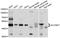 Solute Carrier Family 39 Member 7 antibody, A3343, ABclonal Technology, Western Blot image 