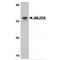 Jumonji Domain Containing 8 antibody, MBS150896, MyBioSource, Western Blot image 