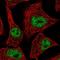 Zinc Finger Protein 574 antibody, HPA023196, Atlas Antibodies, Immunocytochemistry image 