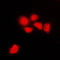 Cyclin Dependent Kinase 1 antibody, LS-C351967, Lifespan Biosciences, Immunofluorescence image 