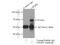Drp3 antibody, 18969-1-AP, Proteintech Group, Immunoprecipitation image 