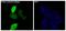 Luciferase antibody, MT0021-1, Boster Biological Technology, Immunofluorescence image 