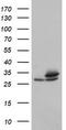 Proteasome Subunit Alpha 6 antibody, TA800122S, Origene, Western Blot image 