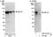 Negative Elongation Factor Complex Member A antibody, A301-910A, Bethyl Labs, Immunoprecipitation image 