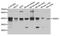 Guided Entry Of Tail-Anchored Proteins Factor 3, ATPase antibody, A3746, ABclonal Technology, Western Blot image 