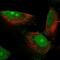 18S rRNA dimethylase antibody, NBP2-30659, Novus Biologicals, Immunofluorescence image 