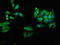 Ubiquitin Conjugating Enzyme E2 N antibody, LS-C671338, Lifespan Biosciences, Immunofluorescence image 