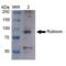 Run domain Beclin-1 interacting and cystein-rich containing protein antibody, SPC-668D-BI, StressMarq, Western Blot image 