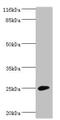 Calneuron 1 antibody, orb351501, Biorbyt, Western Blot image 