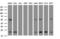 NADH:Ubiquinone Oxidoreductase Subunit B9 antibody, LS-C172615, Lifespan Biosciences, Western Blot image 