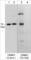 Dihydropyrimidinase Like 2 antibody, CM5391, ECM Biosciences, Western Blot image 