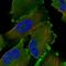 Protein Niban antibody, HPA028657, Atlas Antibodies, Immunofluorescence image 