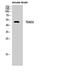 TEA Domain Transcription Factor 2 antibody, A09168-1, Boster Biological Technology, Western Blot image 