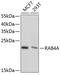RAB4A, Member RAS Oncogene Family antibody, 13-930, ProSci, Western Blot image 