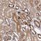 Tenomodulin antibody, HPA055634, Atlas Antibodies, Immunohistochemistry frozen image 
