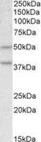 Ghrelin O-acyltransferase antibody, LS-C139763, Lifespan Biosciences, Western Blot image 