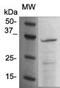 TNF Superfamily Member 10 antibody, TA354552, Origene, Western Blot image 