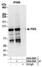 Arf-GAP with GTPase, ANK repeat and PH domain-containing protein 2 antibody, A304-262A, Bethyl Labs, Immunoprecipitation image 