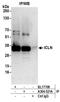 Chloride Nucleotide-Sensitive Channel 1A antibody, A304-521A, Bethyl Labs, Immunoprecipitation image 