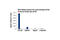 Histone H3 antibody, 9726S, Cell Signaling Technology, Chromatin Immunoprecipitation image 