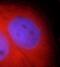 RB1 Inducible Coiled-Coil 1 antibody, FNab07143, FineTest, Immunofluorescence image 