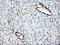 ETS Transcription Factor ERG antibody, LS-C174666, Lifespan Biosciences, Immunohistochemistry paraffin image 
