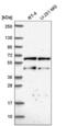 CCR4-NOT Transcription Complex Subunit 2 antibody, NBP2-56034, Novus Biologicals, Western Blot image 