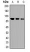 Signal Transducer And Activator Of Transcription 1 antibody, orb382513, Biorbyt, Western Blot image 