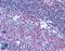 CD40 Molecule antibody, LS-B1956, Lifespan Biosciences, Immunohistochemistry paraffin image 
