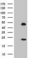 NUCB1 antibody, LS-C173523, Lifespan Biosciences, Western Blot image 