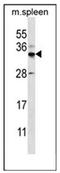 Forkhead box protein I2 antibody, AP51710PU-N, Origene, Western Blot image 