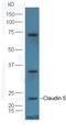 Claudin 5 antibody, orb182867, Biorbyt, Western Blot image 