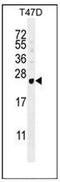 G Antigen 12E antibody, AP51757PU-N, Origene, Western Blot image 
